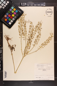 Lepidium campestre image