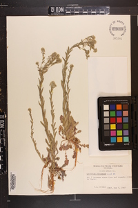 Lepidium campestre image