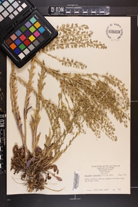 Lepidium campestre image