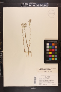 Lepidium campestre image