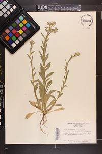 Lepidium campestre image