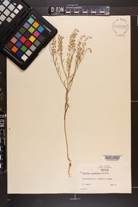 Lepidium densiflorum image