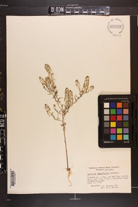 Lepidium densiflorum image