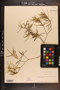 Croton linearis image