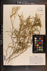 Croton linearis image