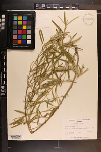 Croton linearis image