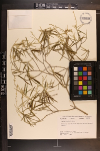 Croton linearis image