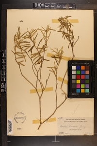 Croton linearis image