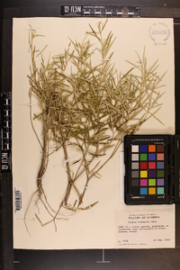 Croton linearis image