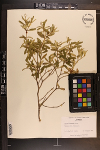 Croton linearis image