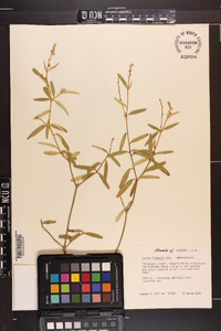 Croton linearis image