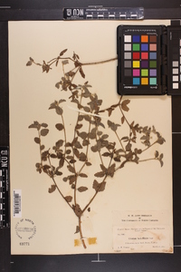 Croton betulinus image