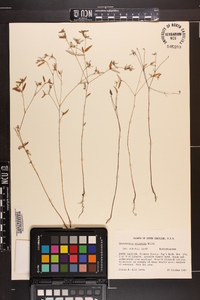 Croton michauxii var. ellipticus image