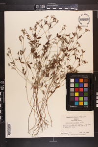 Croton michauxii var. ellipticus image