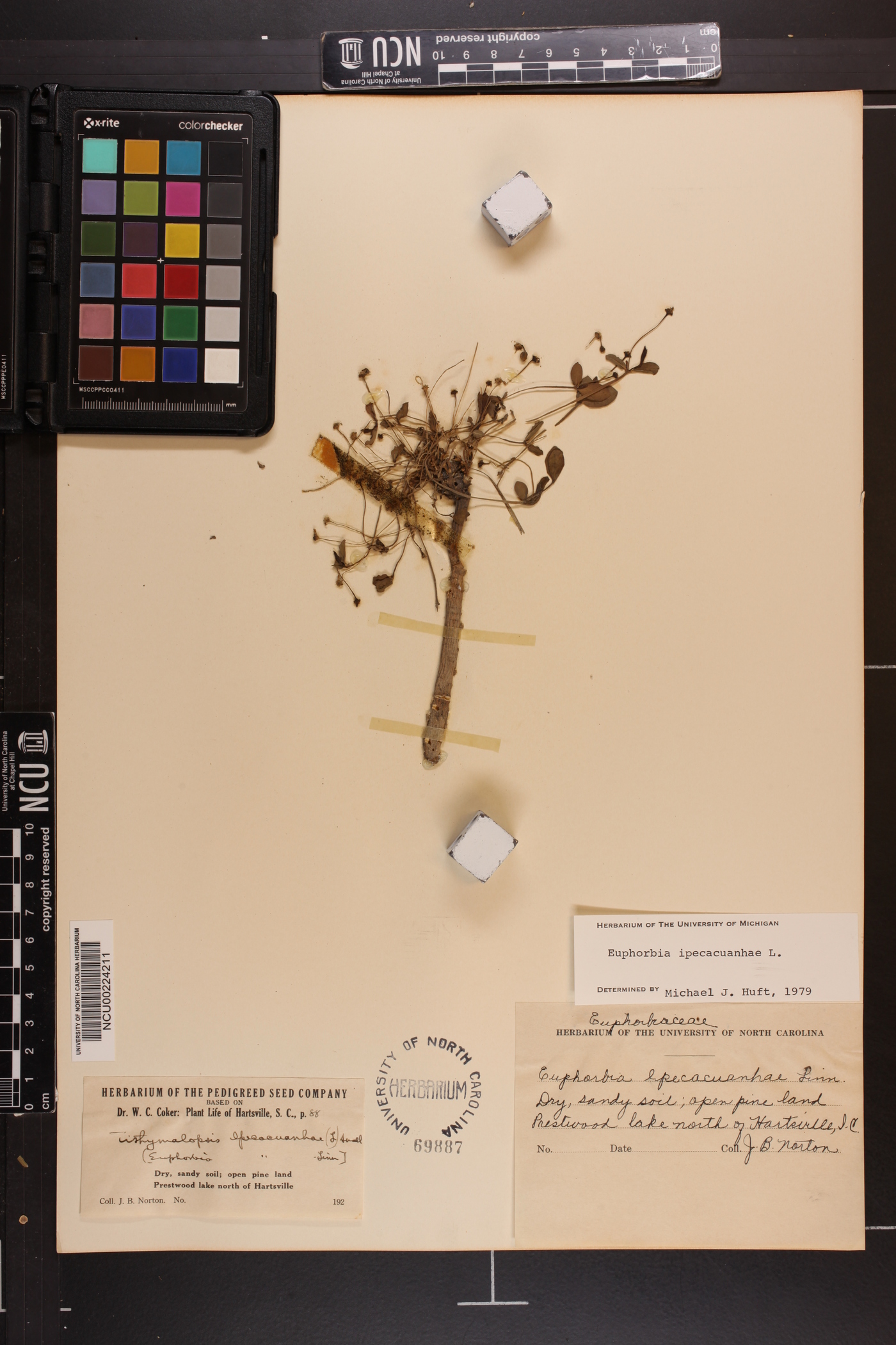 Euphorbia ipecacuanhae image