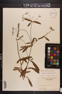 Euphorbia pubentissima image