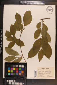 Celastrus scandens image