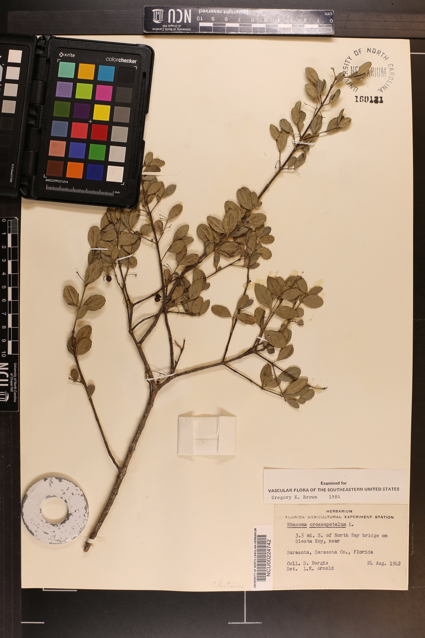 Crossopetalum rhacoma image