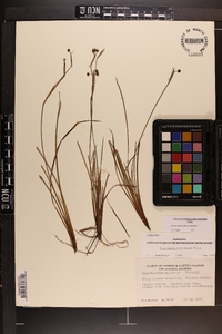 Sisyrinchium miamiense image