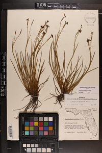 Sisyrinchium miamiense image