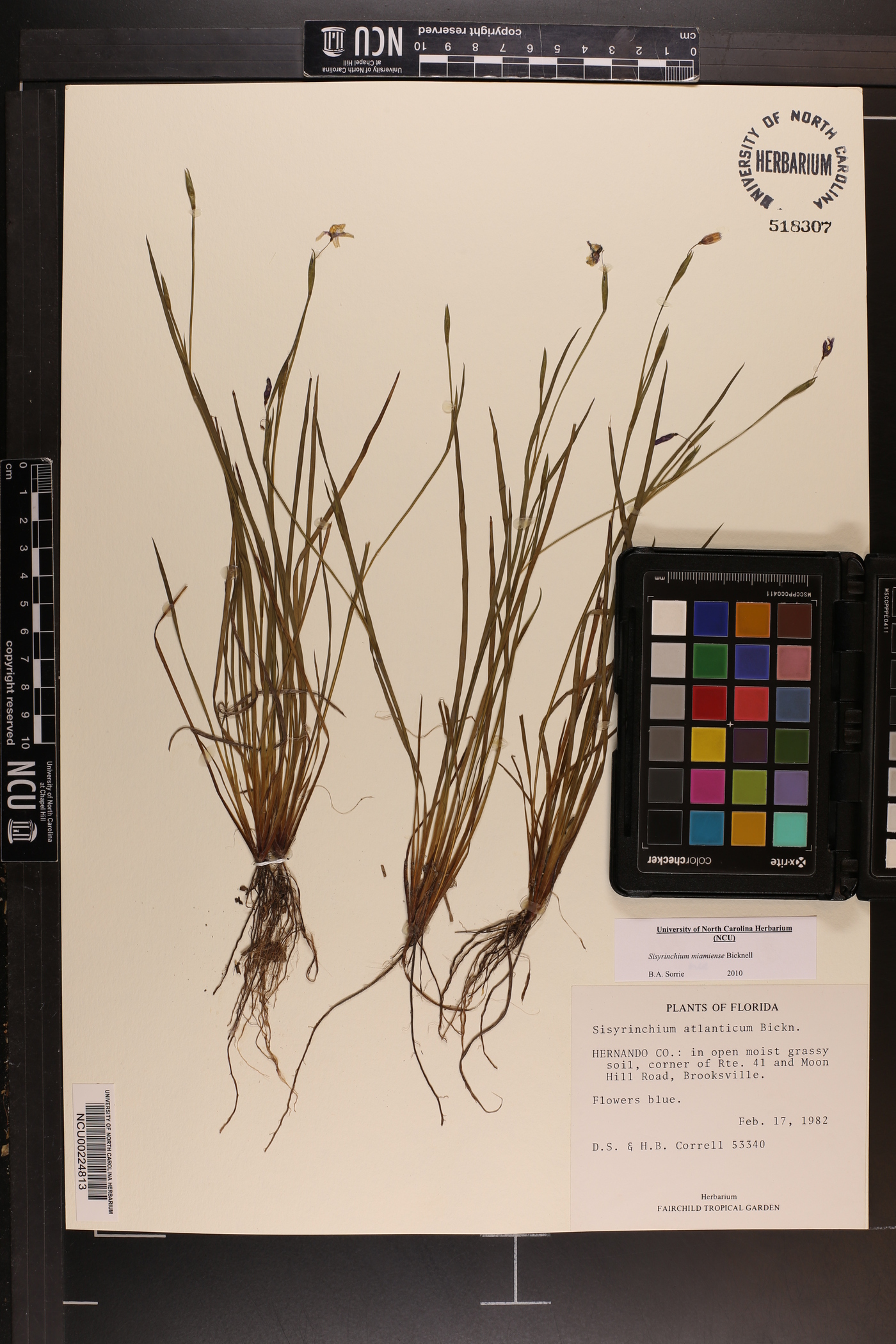 Sisyrinchium miamiense image