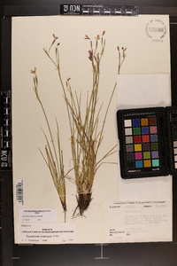 Sisyrinchium miamiense image