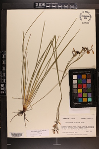 Sisyrinchium miamiense image