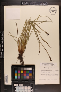 Sisyrinchium miamiense image