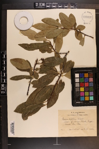 Nyssa sylvatica var. biflora image