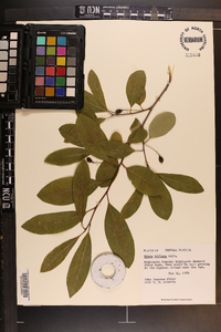 Nyssa sylvatica var. biflora image