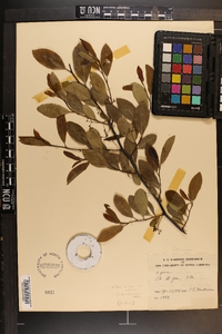 Nyssa sylvatica var. biflora image