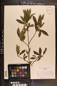 Nyssa sylvatica var. biflora image