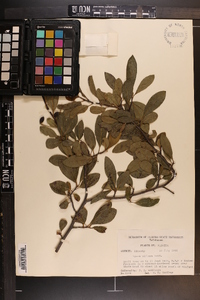 Nyssa sylvatica var. biflora image