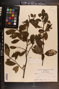 Nyssa sylvatica var. biflora image