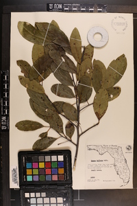 Nyssa sylvatica var. biflora image