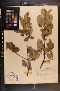 Nyssa sylvatica var. biflora image