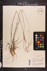 Schizachyrium sanguineum var. hirtiflorum image