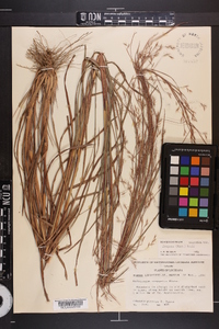 Schizachyrium scoparium var. divergens image