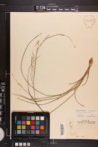 Schizachyrium scoparium var. divergens image