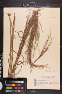 Schizachyrium scoparium var. divergens image