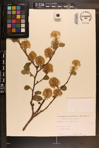 Fothergilla major image