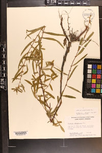 Ludwigia sphaerocarpa image