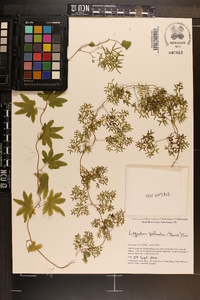 Lygodium palmatum image