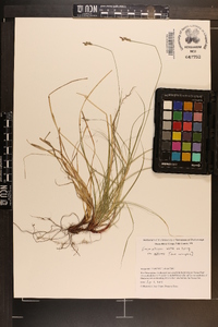Carex albicans var. albicans image