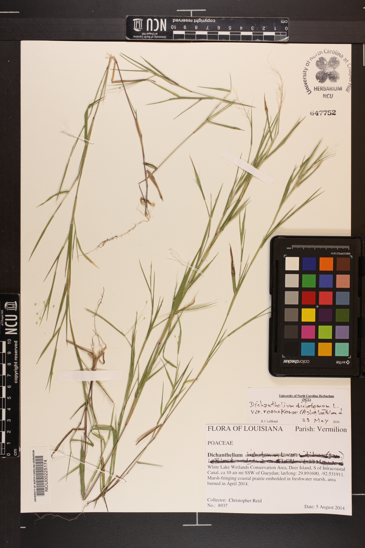 Dichanthelium dichotomum subsp. roanokense image