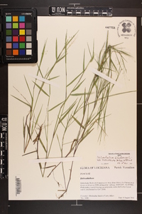 Dichanthelium dichotomum subsp. roanokense image