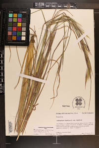 Andropogon virginicus var. virginicus image