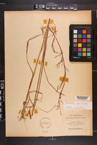 Schizachyrium stoloniferum image