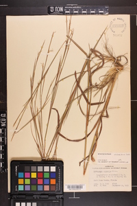Schizachyrium stoloniferum image