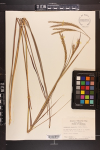 Schizachyrium stoloniferum image